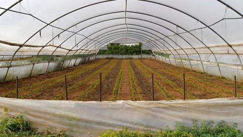 低成本高回報(bào) 農(nóng)作物種子經(jīng)營(yíng)，年賺六萬不是夢(mèng)